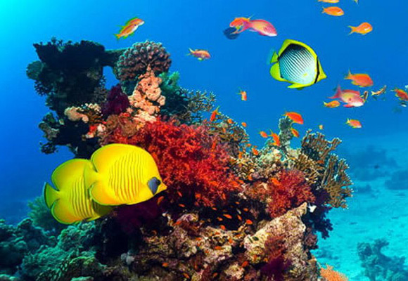 Sharm El Sheikh